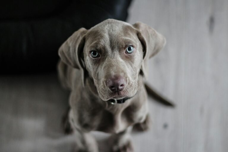 My Pet Story