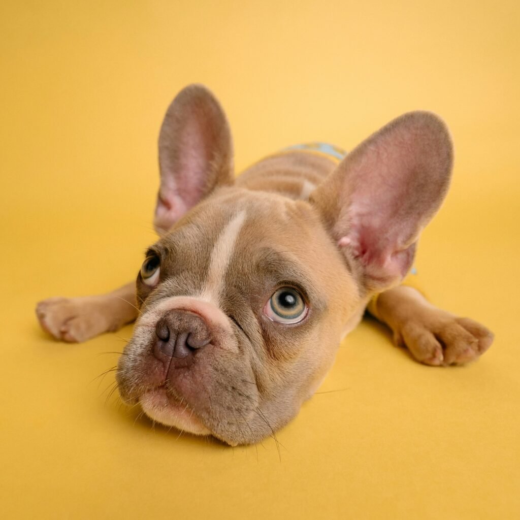 How to train a puppy